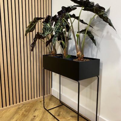 6009DCE1-5AEB-419B-90D3-D73C868D7F9D - Copy - Copy - Copy